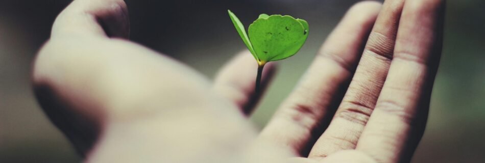 floating green leaf plant on person's hand